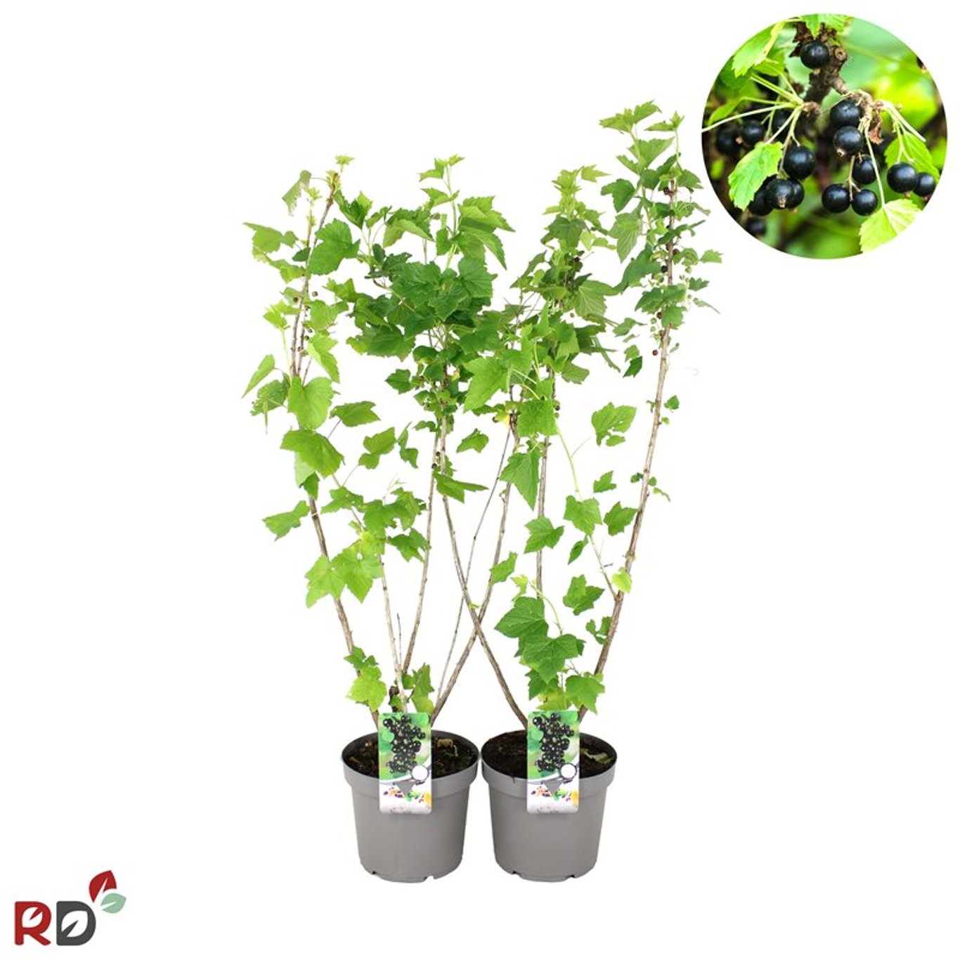 Ribes nigr. 'Titania' - C7.5 80-100 CM